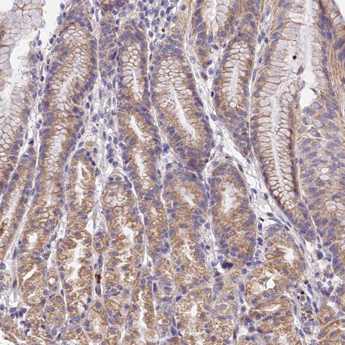 Immunohistochemical staining of human stomach, upper shows moderate cytoplasmic positivity in glandular cells.