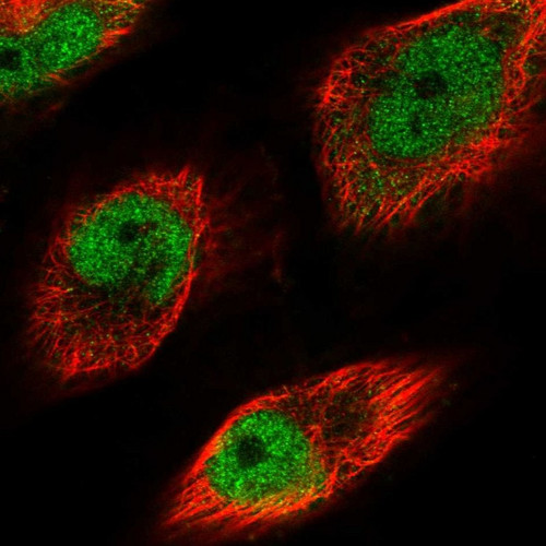 Immunofluorescent staining of human cell line U-251 MG shows localization to nucleoplasm.