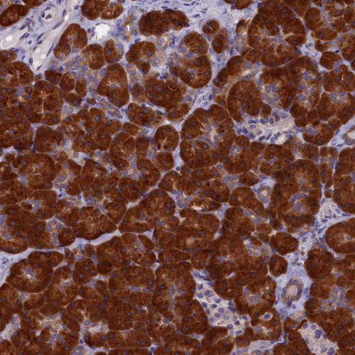 Immunohistochemical staining of human pancreas shows strong cytoplasmic positivity in exocrine glandular cells.