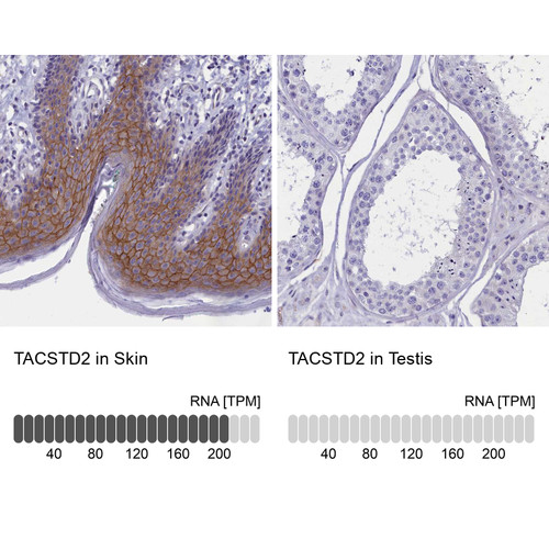 Immunohistochemistry analysis in human skin and testis tissues using HPA043104 antibody. Corresponding TACSTD2 RNA-seq data are presented for the same tissues.