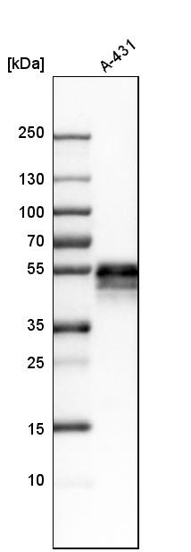 Western blot analysis in human cell line A-431.