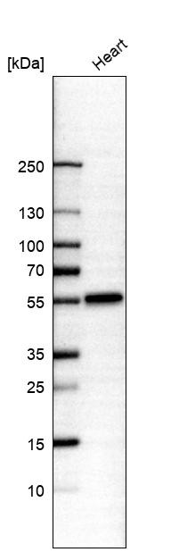 Western blot analysis in human heart tissue.