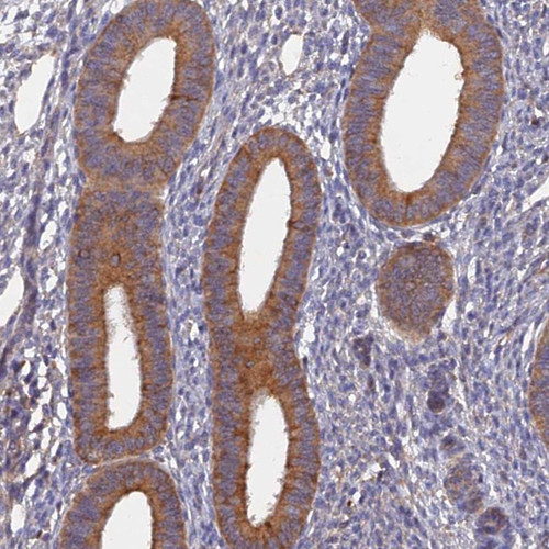 Immunohistochemical staining of human endometrium shows moderate cytoplasmic positivity in glandular cells.