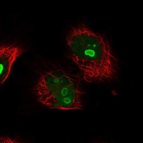 Immunofluorescent staining of human cell line U-251 MG shows localization to nucleus & nucleoli.