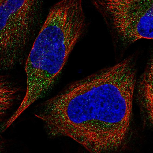 Immunofluorescent staining of human cell line U-2 OS shows localization to cytosol.