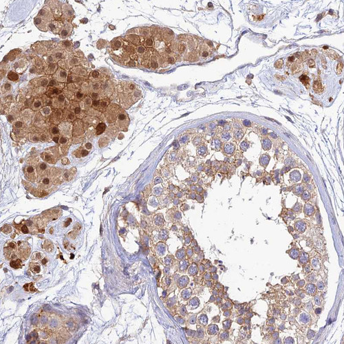 Immunohistochemical staining of human testis shows strong cytoplasmic  and membranous positivity in Leydig cells.