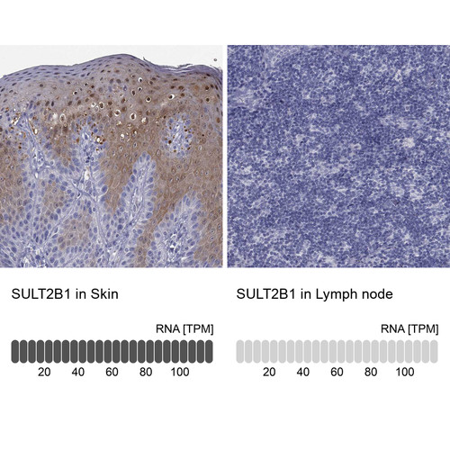 Immunohistochemistry analysis in human skin and lymph node tissues using HPA043539 antibody. Corresponding SULT2B1 RNA-seq data are presented for the same tissues.