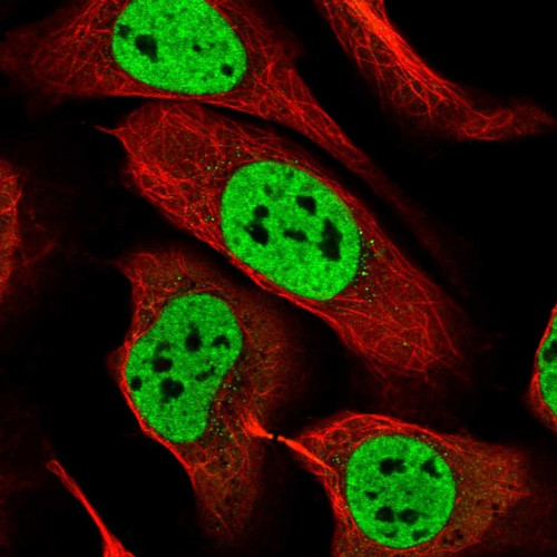 Immunofluorescent staining of human cell line U-2 OS shows localization to nucleoplasm.