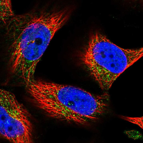Immunofluorescent staining of human cell line U-251 MG shows localization to vesicles.