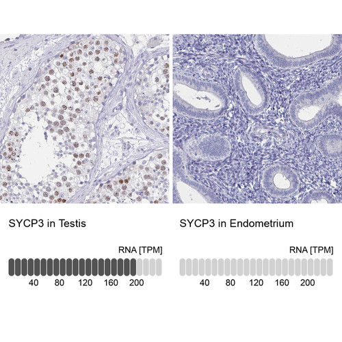 Immunohistochemistry analysis in human testis and endometrium tissues using Anti-SYCP3 antibody. Corresponding SYCP3 RNA-seq data are presented for the same tissues.