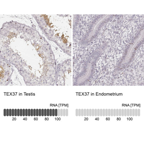 Immunohistochemistry analysis in human testis and endometrium tissues using Anti-TEX37 antibody. Corresponding TEX37 RNA-seq data are presented for the same tissues.