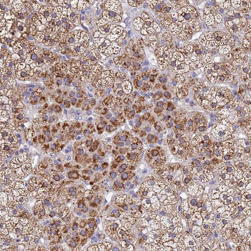 Immunohistochemical staining of human adrenal gland shows moderate cytoplasmic positivity in glandular cells.