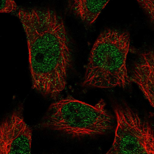 Immunofluorescent staining of human cell line U-251 MG shows localization to nucleoplasm.