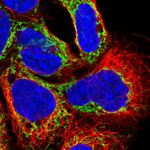 Immunofluorescent staining of human cell line HEK 293 shows localization to mitochondria.