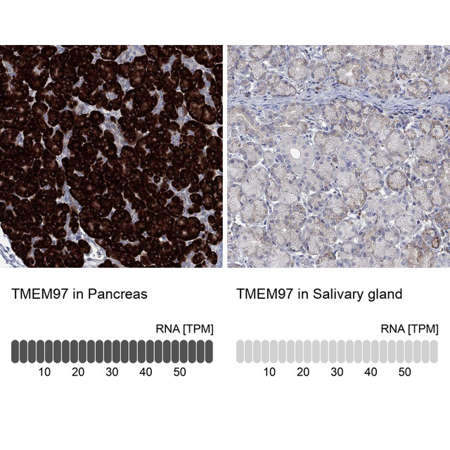 Anti TMEM97 pAb [Catalog No.: ATL-HPA076689]
