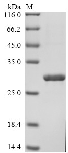 Fcer2 Recombinant Human Low affinity immunoglobulin epsilon Fc receptor(FCER2 ...
