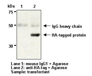 Anti-HA-tag mAb (Clone: 5D8) [Catalog No.: MBL-M132-3]