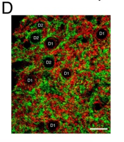 D2R (dopamine receptor-2) pAb (GP) [Catalog No.: NMD-MSFR107470, NMD ...