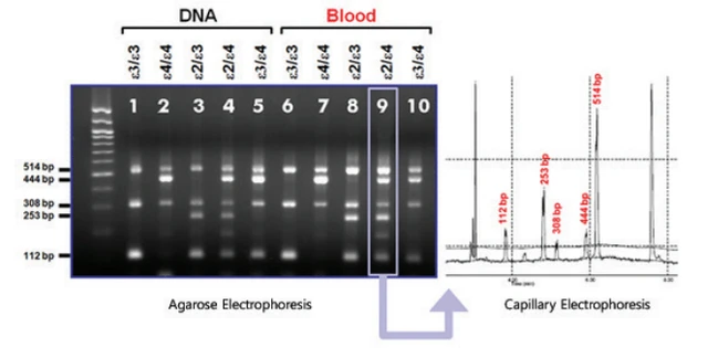 EzWay Direct ApoE Genotyping Kit [Catalog No.: KBT-K0568500]