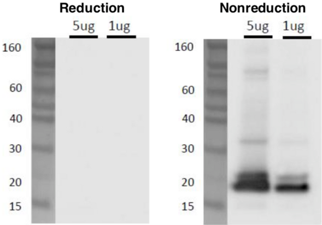 Anti CD9 mAb (Clone 12A12, TF5 Labeled) [Catalog No.: CAC-SHI-EXO