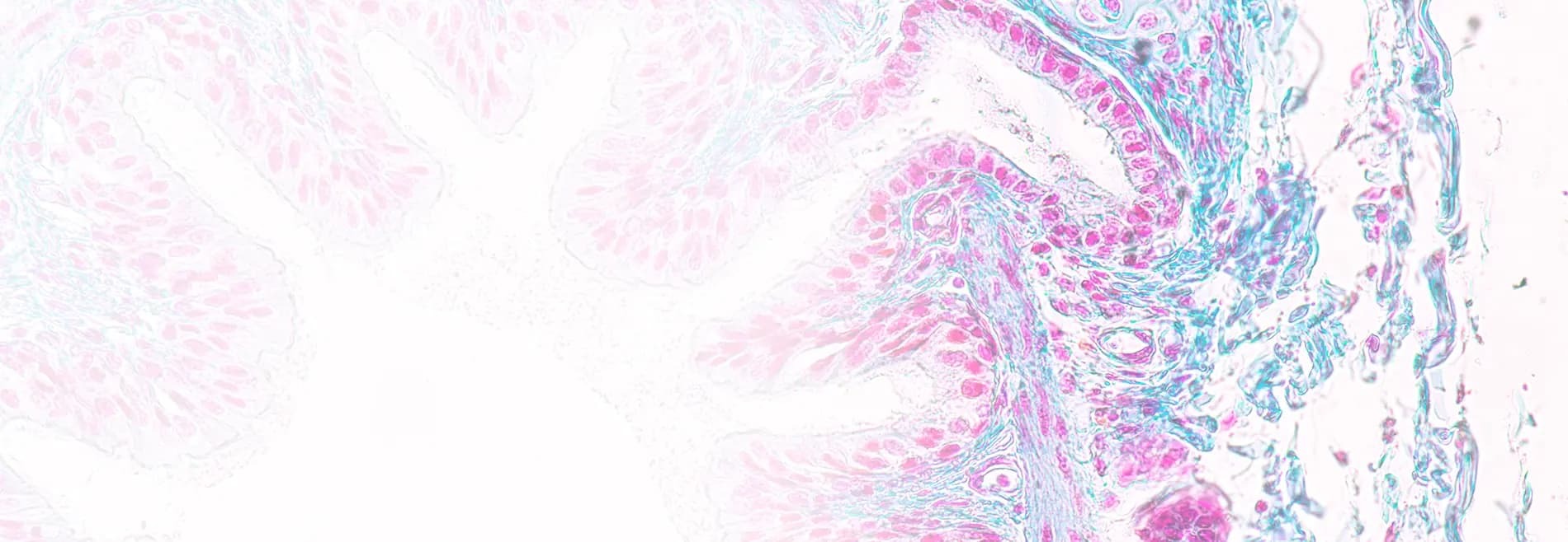 Connecting North America and the World with Japan's Most Advanced Life Science Reagents