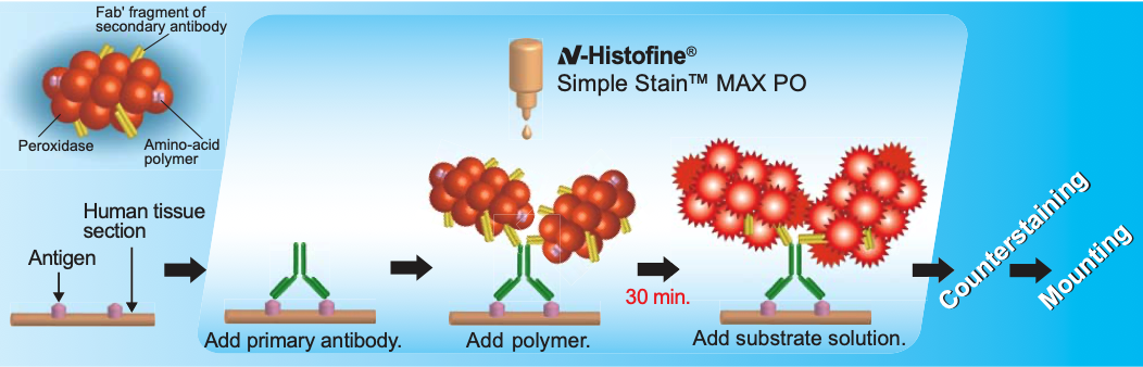 N-Histofine Simple Stain MAX PO (M) image