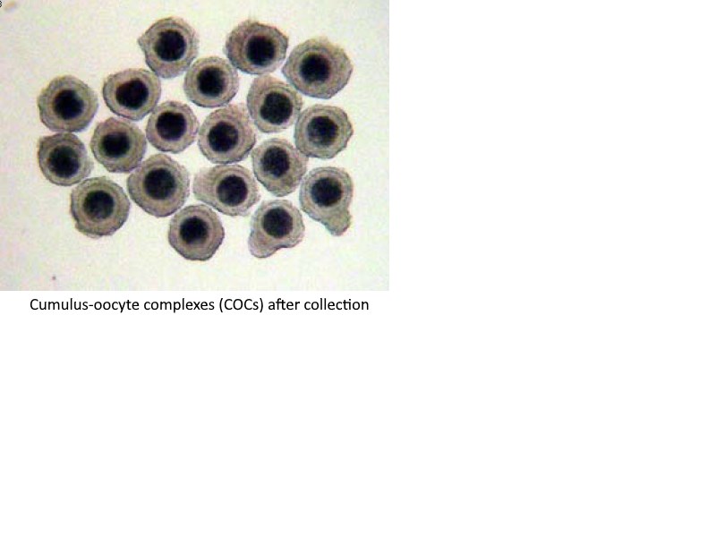 High performance basic medium for porcine oocyte maturation
