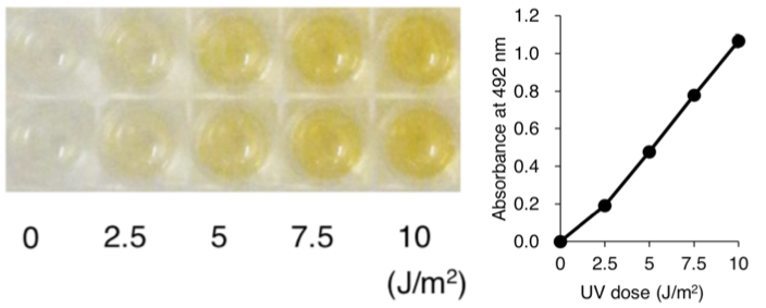 Élisaページ High Sensitivity CPD ELISA kit Ver.2 [Catalog No.: CSR-NM-MA