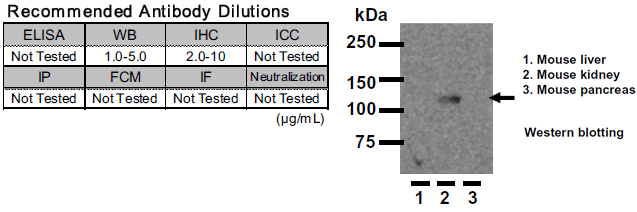 Anti Klotho mAb Antibody (Clone KM2076) [Catalog No.: KAL-KO603]