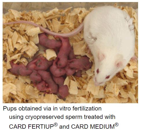 CARD FERTIUP® PM 0.5ML MEDIUM set [Catalog No.: KYD-005-EX]