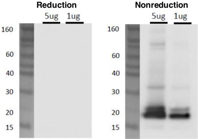 Anti CD9 mAb (Clone 12A12, Biotin Labeled) [Catalog No.: CAC