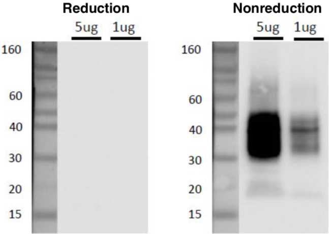 Anti CD63 mAb (Clone 8A12, Biotin Labeled) [Catalog No.: CAC