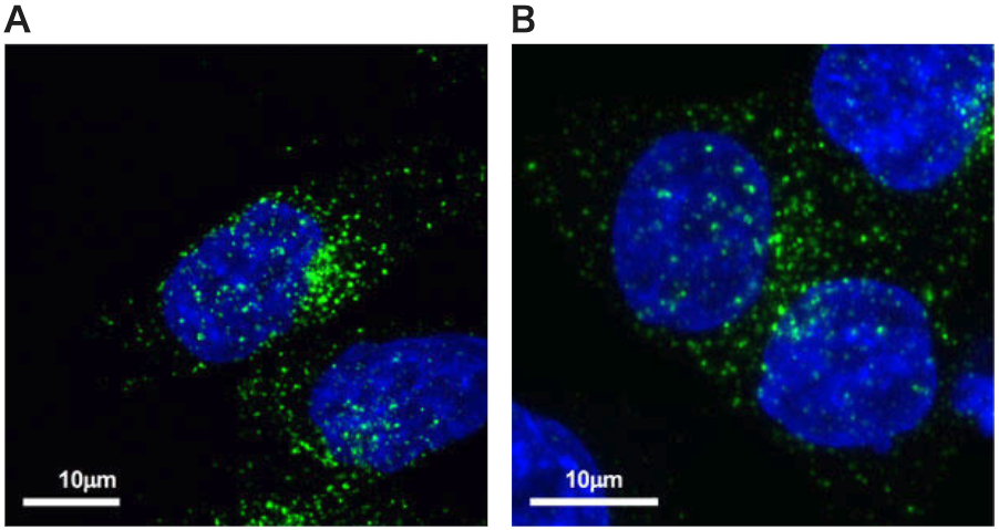 ｃｄ3 A novel C2 domain binding CD33xCD3 bispecific antibody with