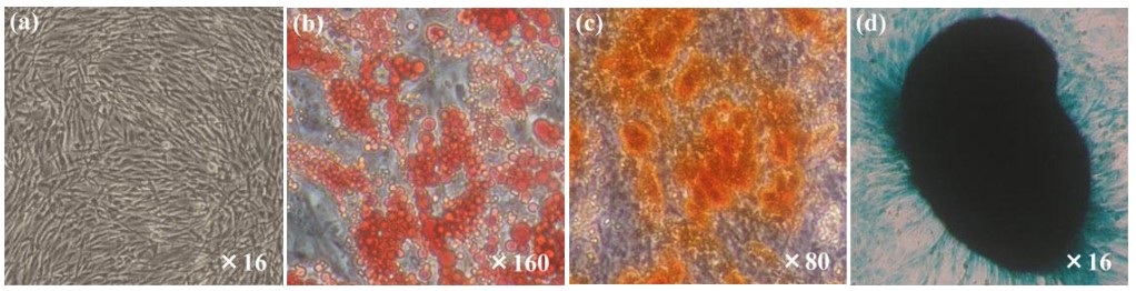 Adipose-derived stem cell culture medium KBM WITHOUT FBS [Catalog