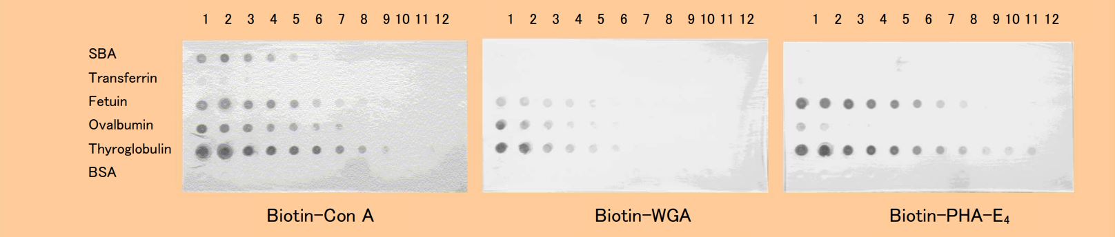 biotin.jpg