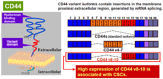 CD44 image