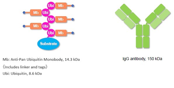 cac-mb-001-b-anti-pan-ubiquitin-monobody-biotin-labeled-90606-98564.jpg