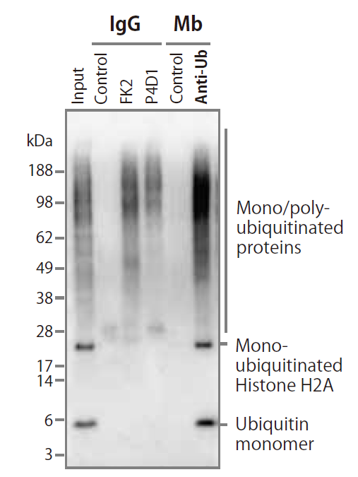 cac-panubiquitin-ip-01mb-001-b.png