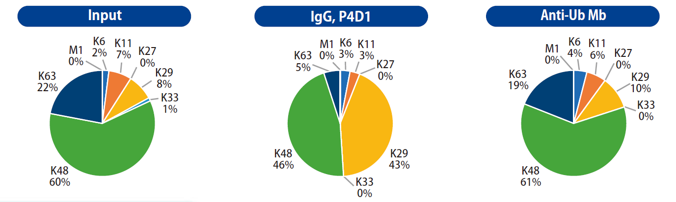 cac-panubiquitin-ms-01mb-001-b.png