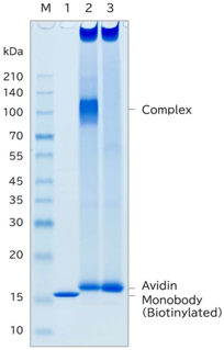 cac-panubiquitin-sdspage-01mb-001-b.png