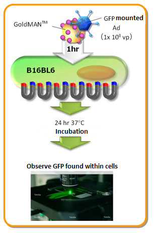 goldman-magnetic-gold-nanoparticle-complex.png