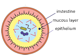 intestinalcross2.gif