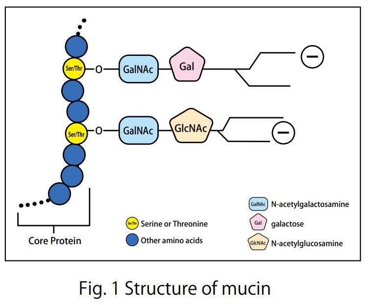 mucin.jpg