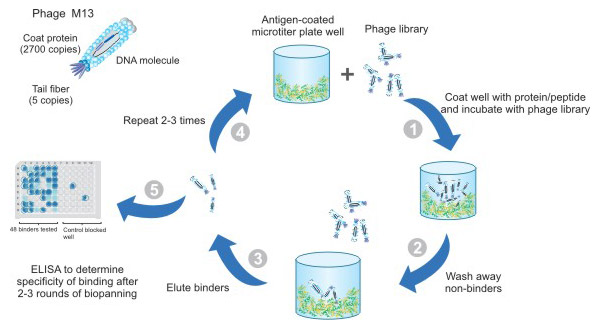 phage-service-05.jpg