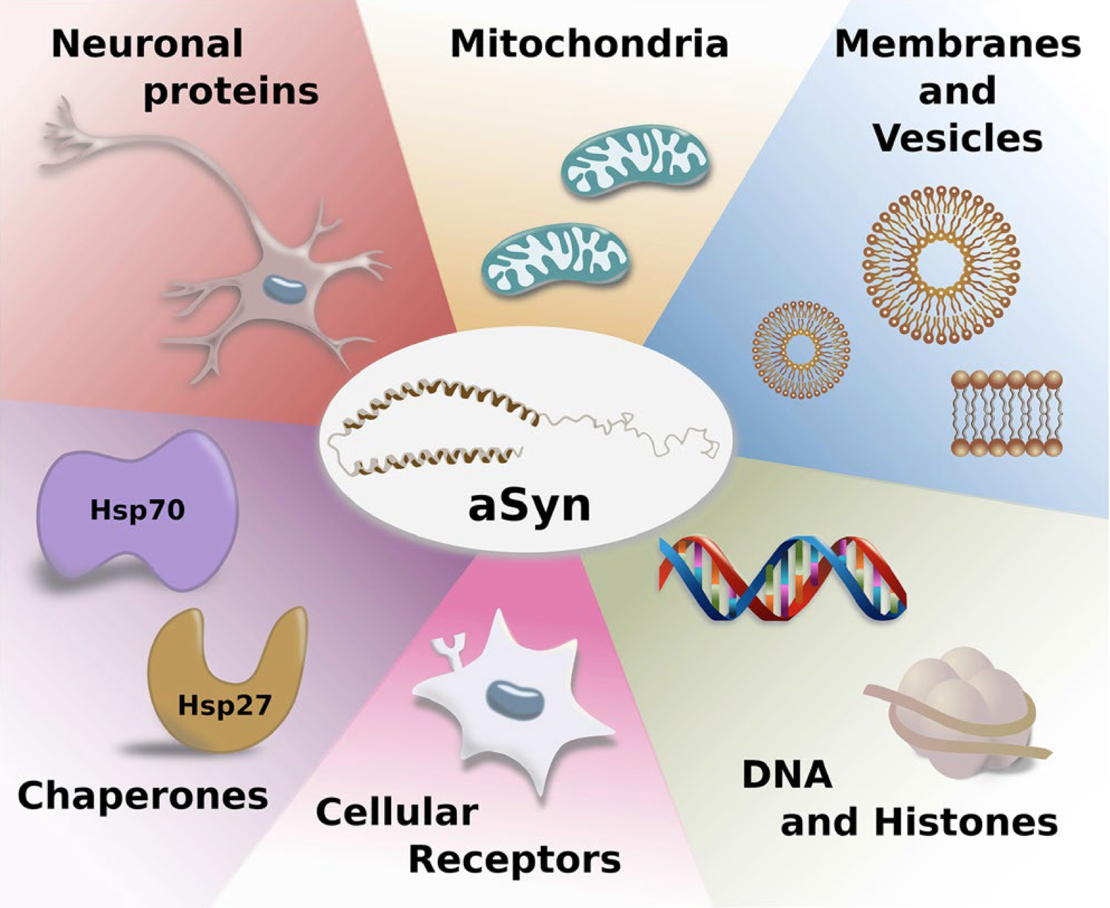 synuclein image