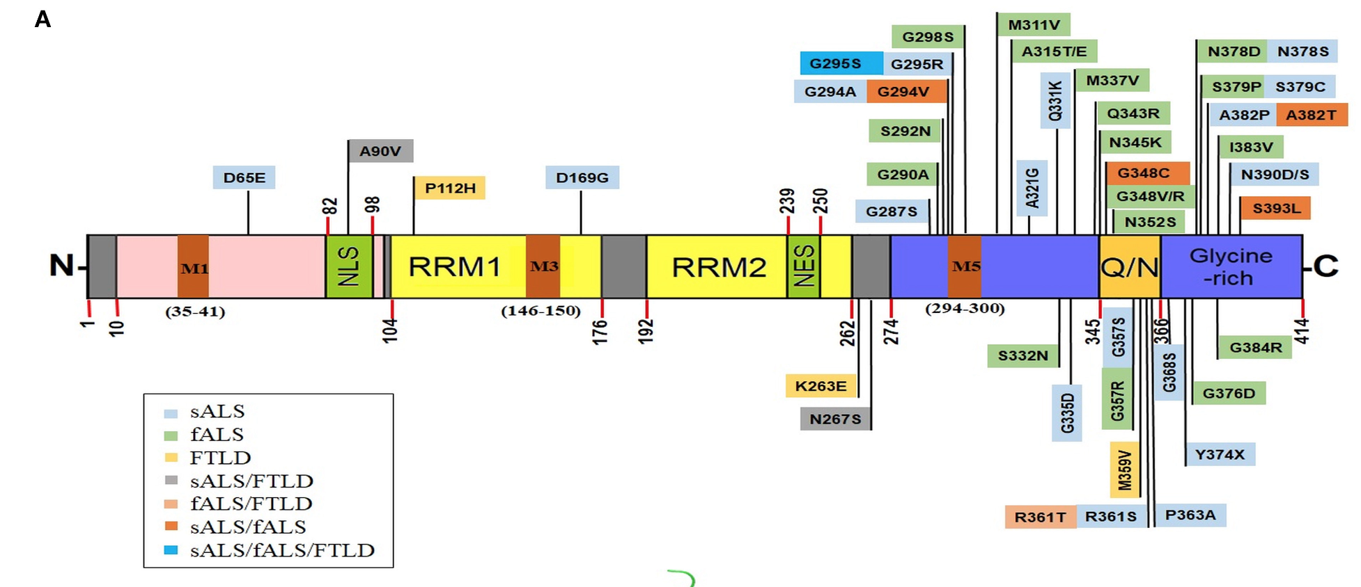 TDP43 structure image