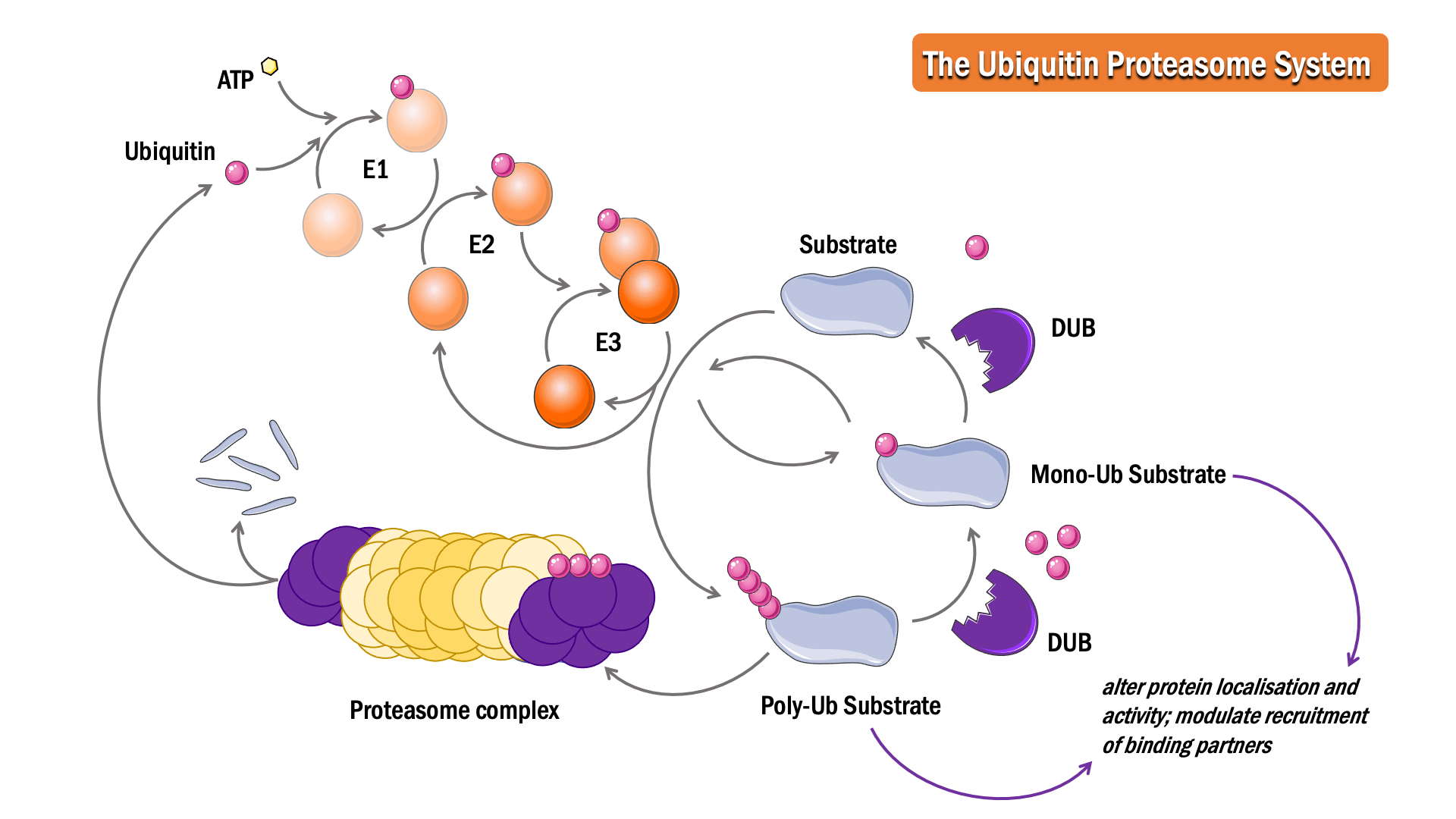 ubiquitin-system-figure-131022.png