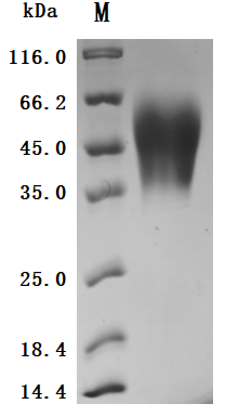 Recombinant Human Carcinoembryonic antigen-related cell adhesion ...