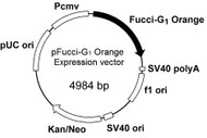 pFucci-G1 Orange (Expression vector)