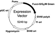 pFucci-S/G2/M Green-Hyg (Expression vector)